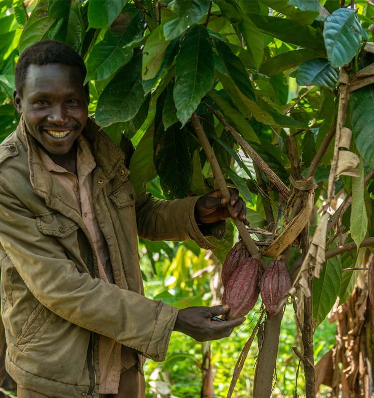 cocoa-farming-2